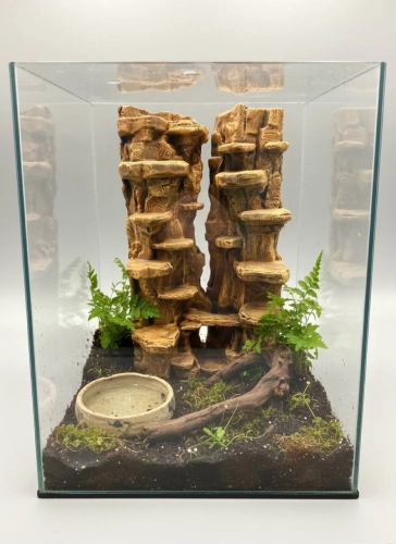 Kanion Skakuna w aranżacji terrarium dla pająka skaczącego