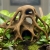 Korzeń Mangrowca 180 mm w naturalistycznej aranżacji terrarium